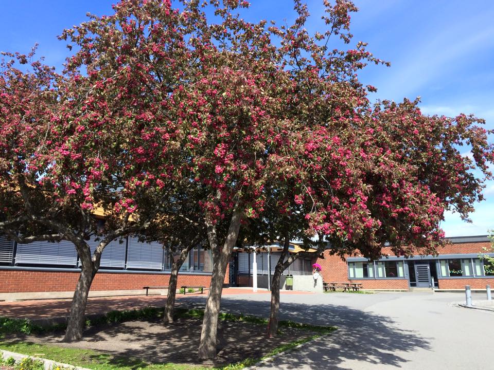 Blomstrende tre ved hovedinngang